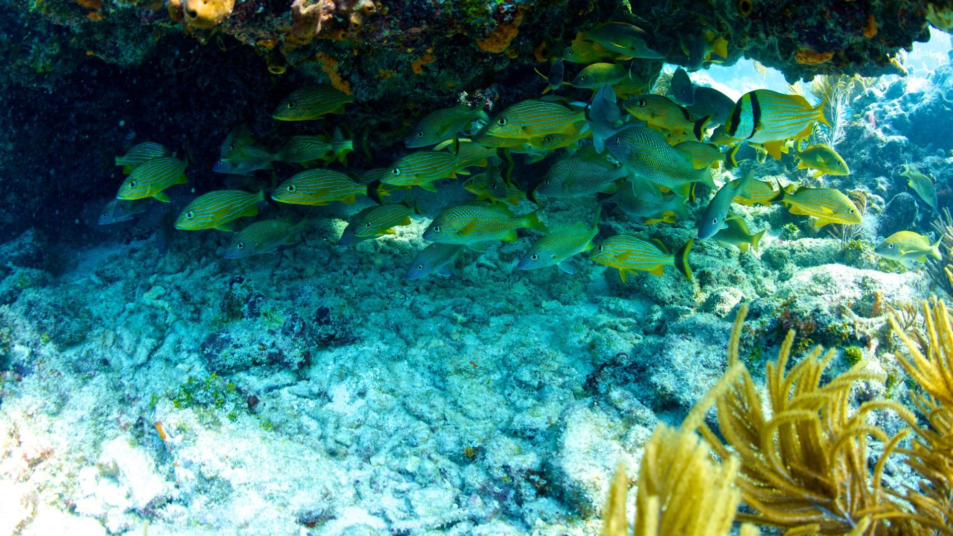 Sombrero Reef The Perfect Spot For Brownies Third Lung Hookah Diving Systems