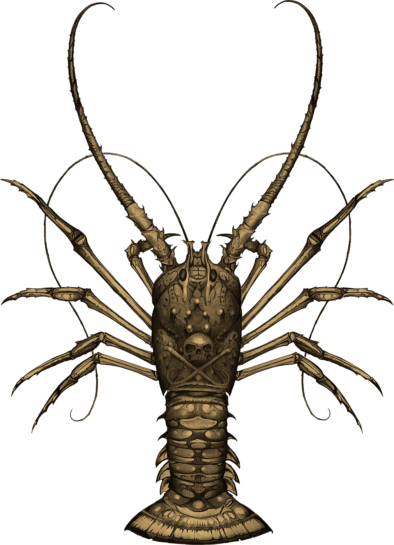 HCD LOBSTER BACK GOLD