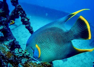 58724807 1907803449331239 2262683192093835264 n